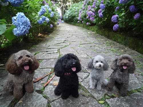 ペットと泊まれる貸切天然温泉の宿　マーフィ