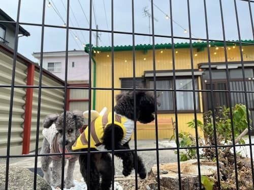 １日１組限定貸切　ワンちゃんも泊まれる貸別荘／民泊