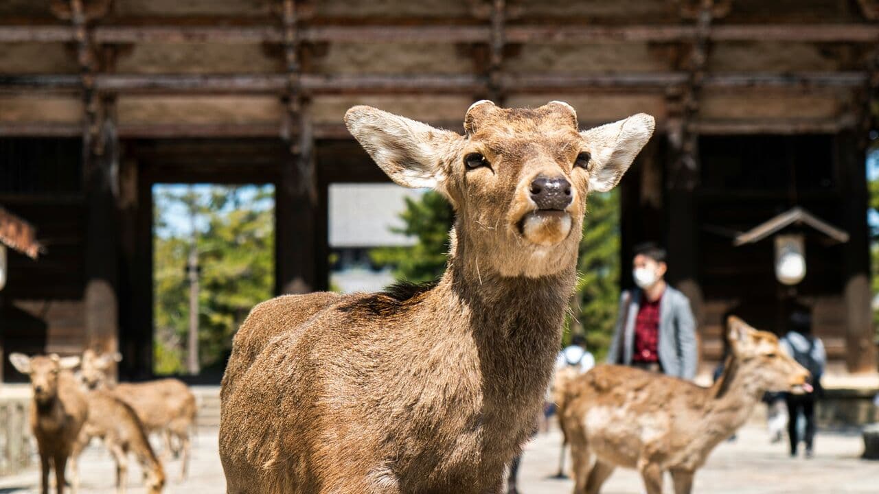 奈良
