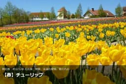 愛犬と一緒に入園チケット