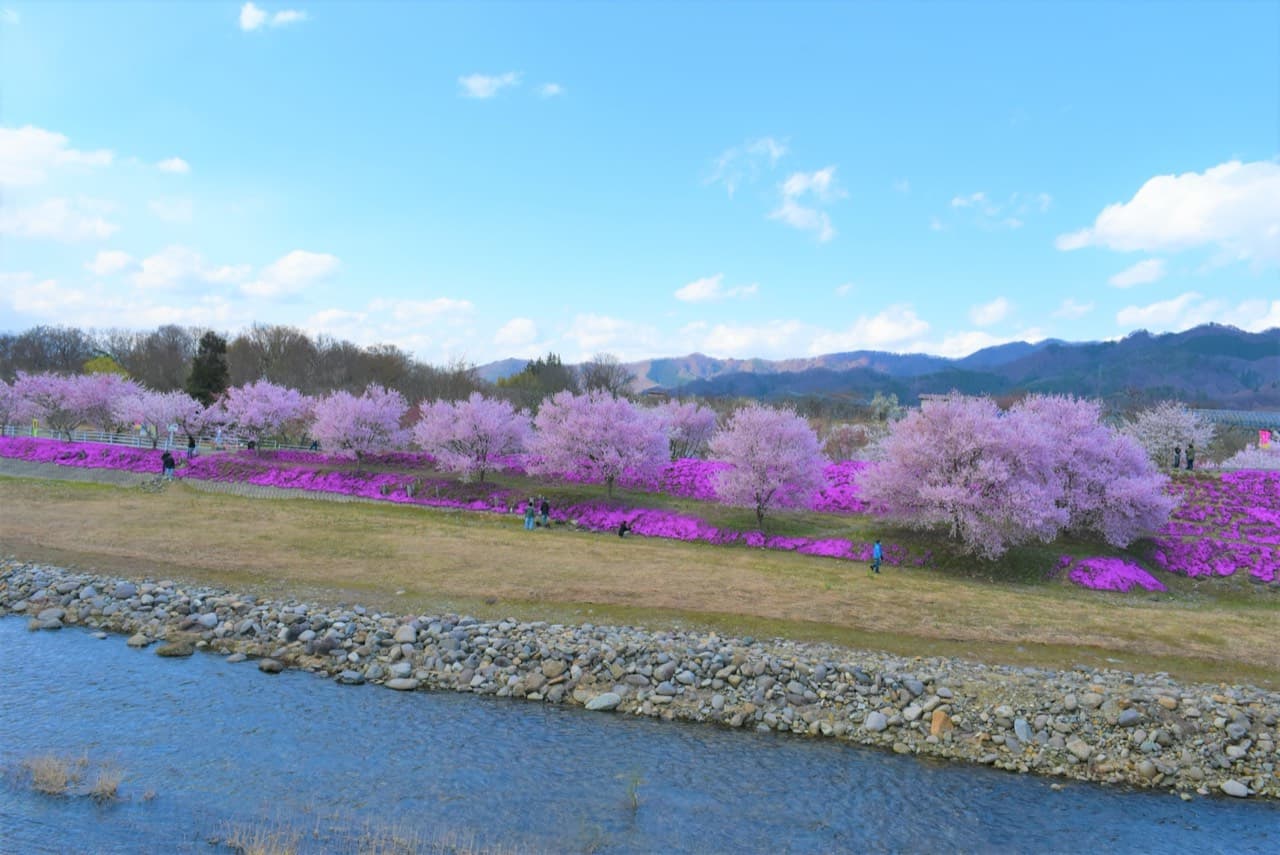 立谷川の芝桜