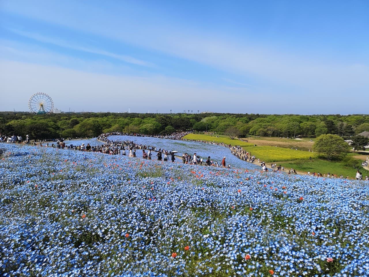 国営ひたち海浜公園